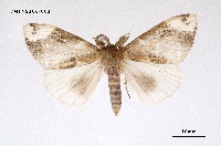 藏品(灰白毒蛾)的圖片